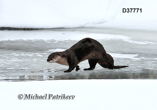 North American River Otter (Lontra canadensis)